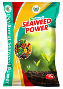 Seaweed Power (3)