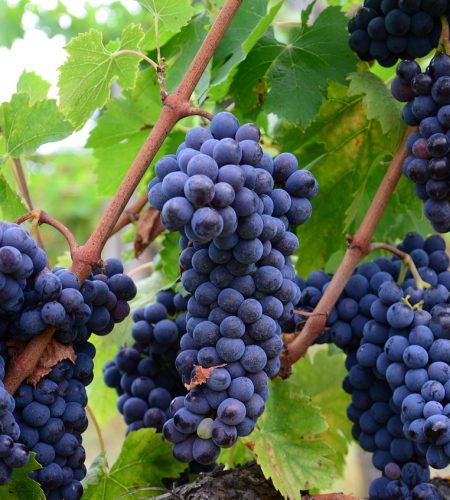 italy, vineyard grapes, wine-851204.jpg