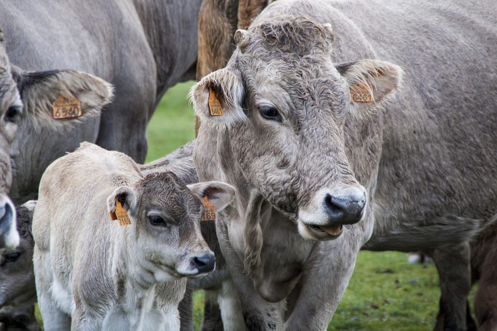 cow, veal, livestock-5177251.jpg